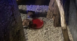 Vampire bats drinking blood at Audubon Zoo